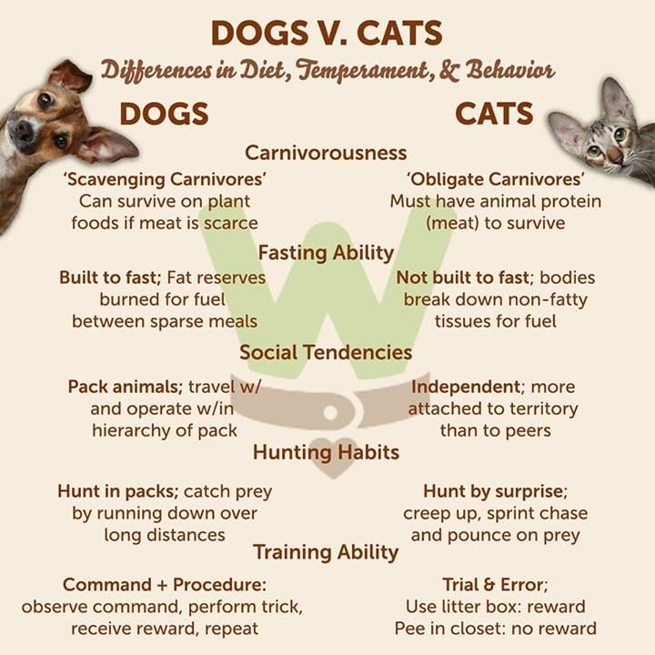 Dogs versus cats: differences in diet, temperament and behavior, shown on the host's shared screen.